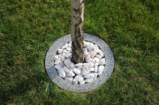 Obrzeża trawnikowe wokół drzew- szary granit- śr.40cm